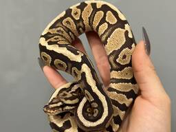 Шаровидный королевский питон региус половозрелые особи