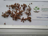 Щавель конский семена (около 200 шт) Rúmex confértus. ..