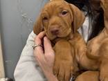 Щенята вижла - фото 2