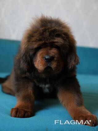 Щенки Тибетского Мастифа