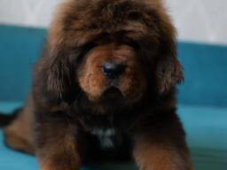 Щенки Тибетского Мастифа