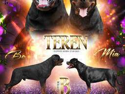 Щенки ротвейлера