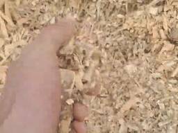 Щепа із сирої сосни