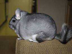 Шиншилла стандарт (Chinchilla).