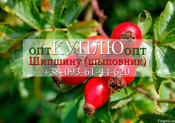 Шипшина, шыповник