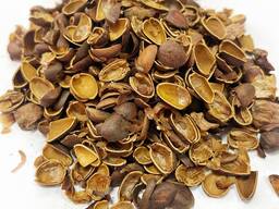 Шкаралупа кедрового горіха