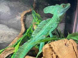 Шлемоносний василиск, яркий зеленый василиск, ящерица