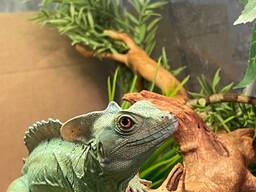 Шоломоносний василіск, ящірка василіск