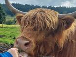 Шотландська корова, хайленд, корова гайленд - фото 3