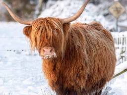 Шотландская высокогорная корова Хайленд, хайлендская длиношерстная