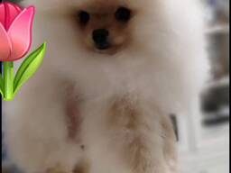 Шпіц помаранчевий