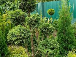 Штамби крупномірні з туй, ялівців та кипарисовиків повністю морозостійкі