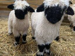 Швейцарська чорноморда вівця, чорноноса валлійська гірська овца