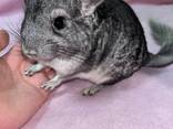 Шиншила - фото 2