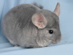 Шиншила дівчинка блакитний діамант