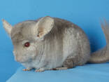 Шиншила дівчинка бежевий сапфір - фото 3