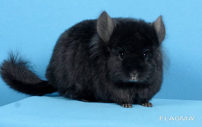 Шиншила дівчинка естра темна ебоні ангора носійка фіолету