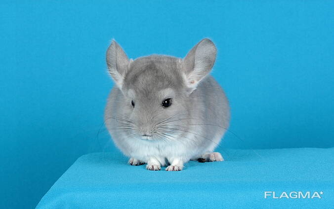 Шиншила дівчинчка фіолет