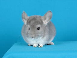 Шиншила дівчинчка фіолет