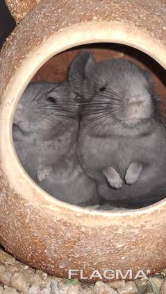 Шиншила хлопчик фіолетовий ебоні світлий