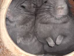 Шиншила хлопчик фіолетовий ебоні світлий