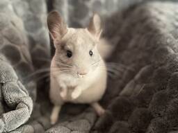 Шиншила у люблячі руки