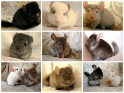 Шиншили з любов'ю для вас у нас!