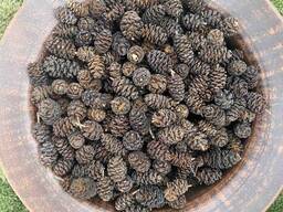 Шишки вільхи, ольха шишки, вільха