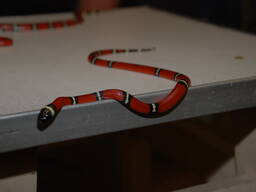 Синалойска молочная змея sinaloe - роскошная ручная змея для новичков