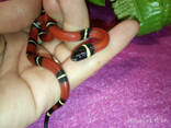 Синалойская королевская змея. Lampropeltis triangulum sinaloae. - фото 3
