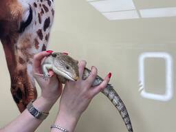 Синеязыкий сцинк, ручная домашняя ящерица с синим языком