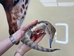 Синеязыкий сцинк, ящерица с синим языком, очень ласковая