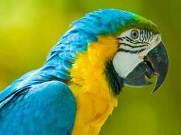 Синьо-жовтий ара – патріотичні пташенята