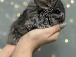 Сіра шиншила - фото 1