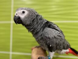 Сірий жако, африканський жако