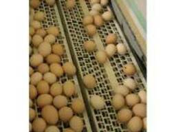 Система сбора яиц, яйцесбор, б/у сбор яиц