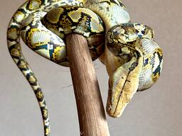 Сітчастий пітон Albino, Golden Child, Normal