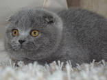 Скоттиш Фолд, голубая(котенок) - фото 1