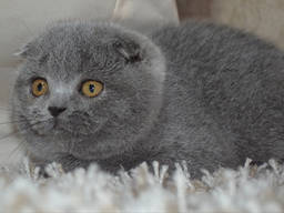 Скоттиш Фолд, голубая(котенок)