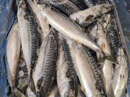 Скумбрія 400-600 (20кг)Westcoast