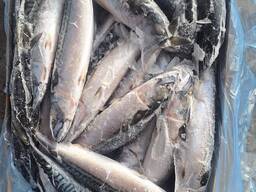 Скумбрія 500 (20кг)Westcoast