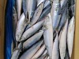 Скумбрія тихоокеанська 200-300 від 20-25 см. від 20 тонн - фото 2