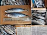 Скумбрія тихоокеанська 200-300 від 20-25 см. від 20 тонн - фото 3