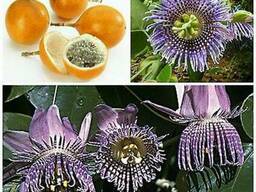 Сладкая гранадилла.