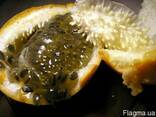 Сладкая гранадилла. - фото 1