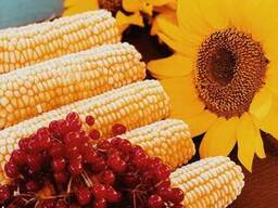 Сладкая кукуруза в початках