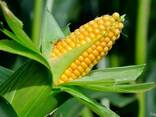 Сладкая кукуруза в початках - фото 3