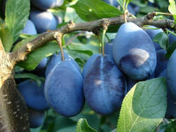 Слива круглая и угорка недорого, саженцы.