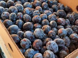 Слива половинка