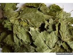 Смородина лист. Листья черной смородины.